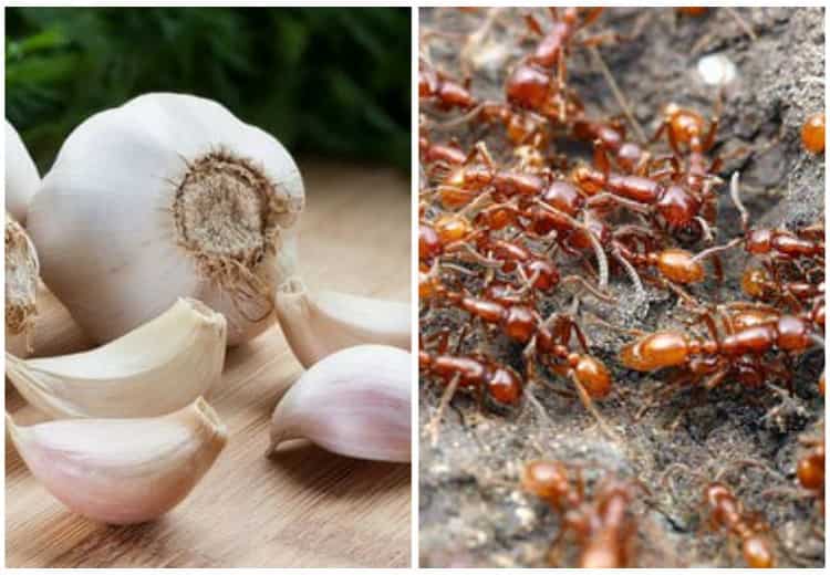 Cách đuổi kiến ra khỏi đồ ăn bằng nguyên liệu tự nhiên