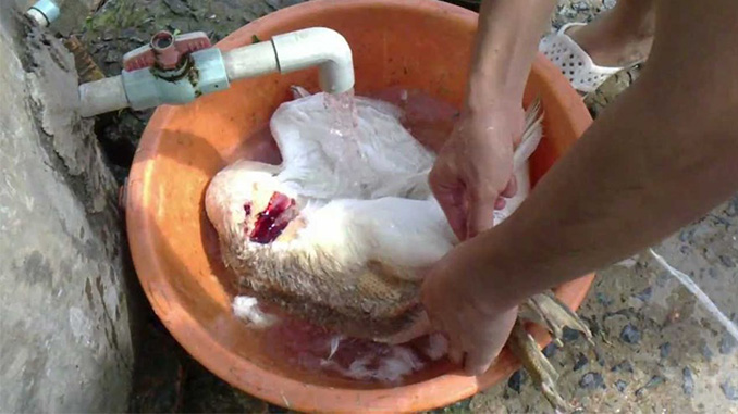 Cách nhổ lông vịt nhanh, sạch dành cho các bà nội trợ
